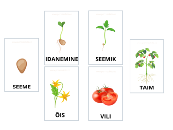 Tomati taime osade õppekaardid